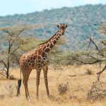 Africa