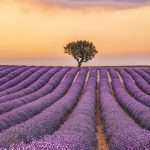 Campos de lavanda Provenza